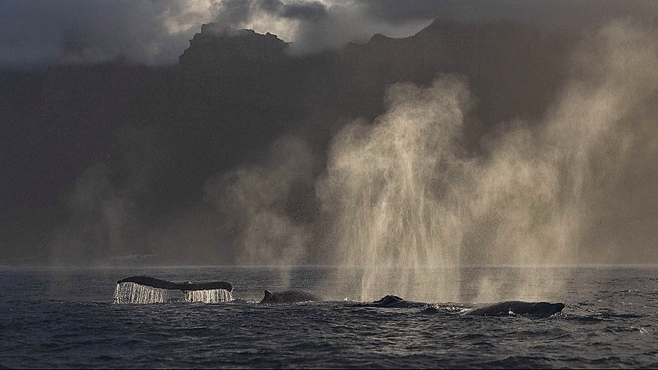 Video: Gewaltiges Naturschauspiel: Hunderte Buckelwale sammeln sich vor Südafrika