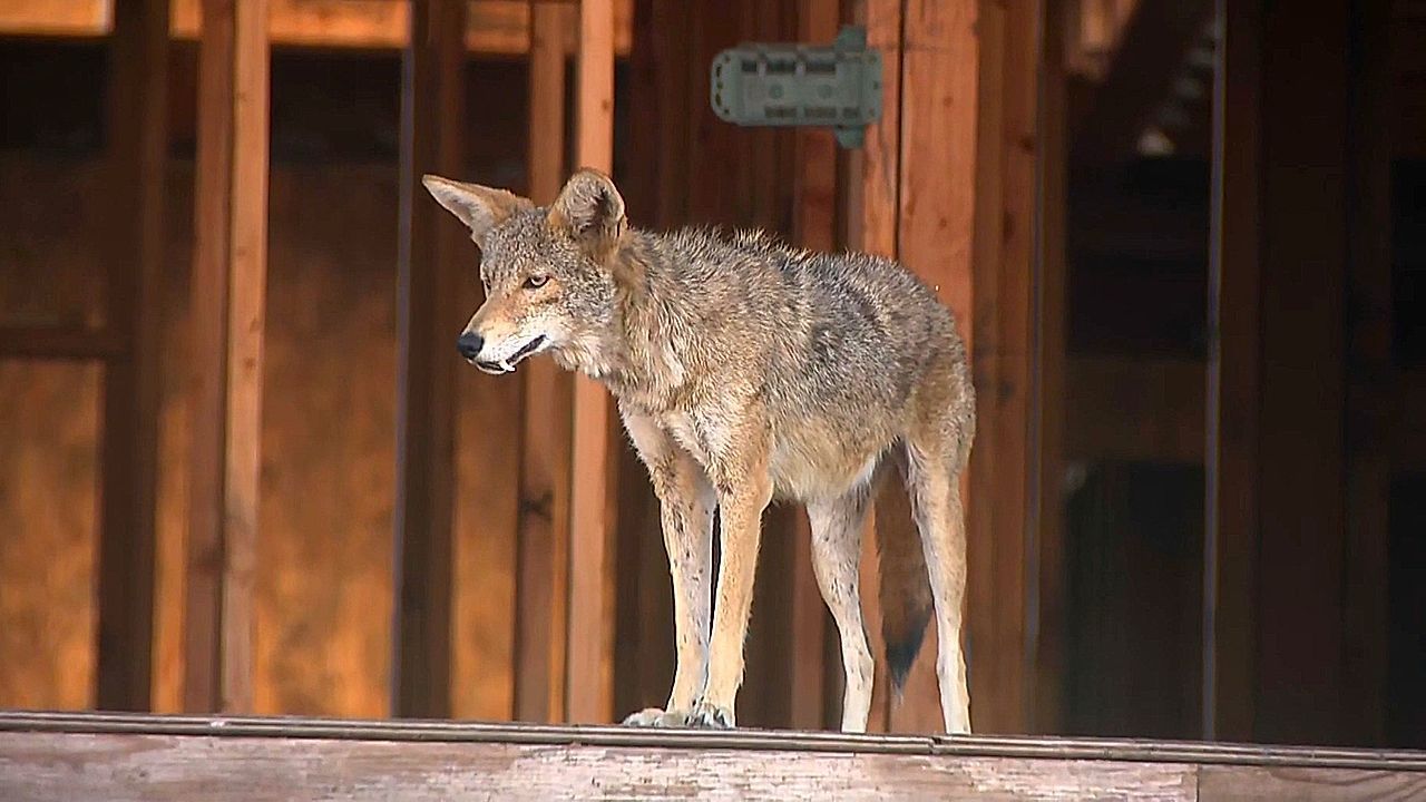 Video: Coyotes turn unfinished West Hollywood building into 'coyote condo'