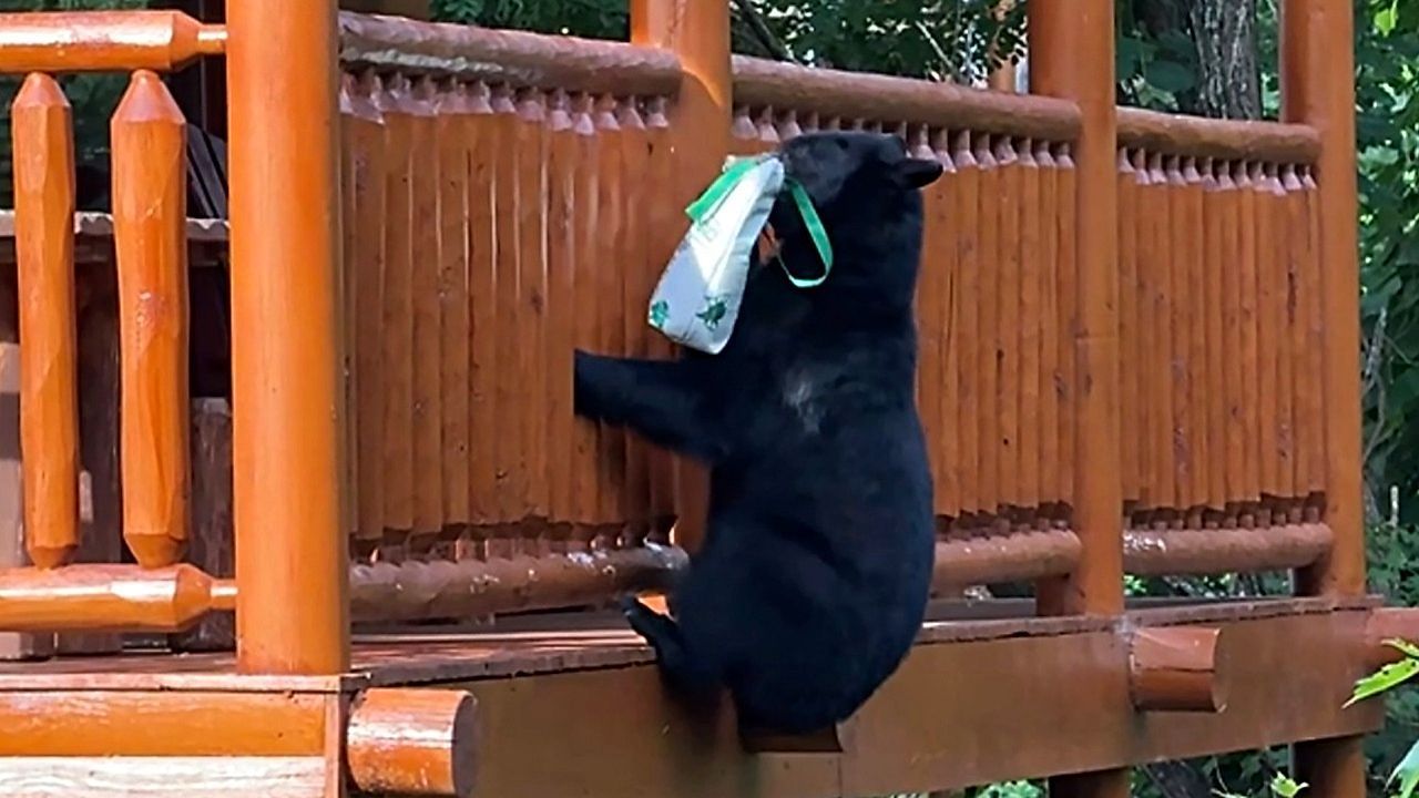 Video: Bärenbaby steht Schmiere: Mama Bär klaut Einkaufstüte vom Balkon in Tennessee