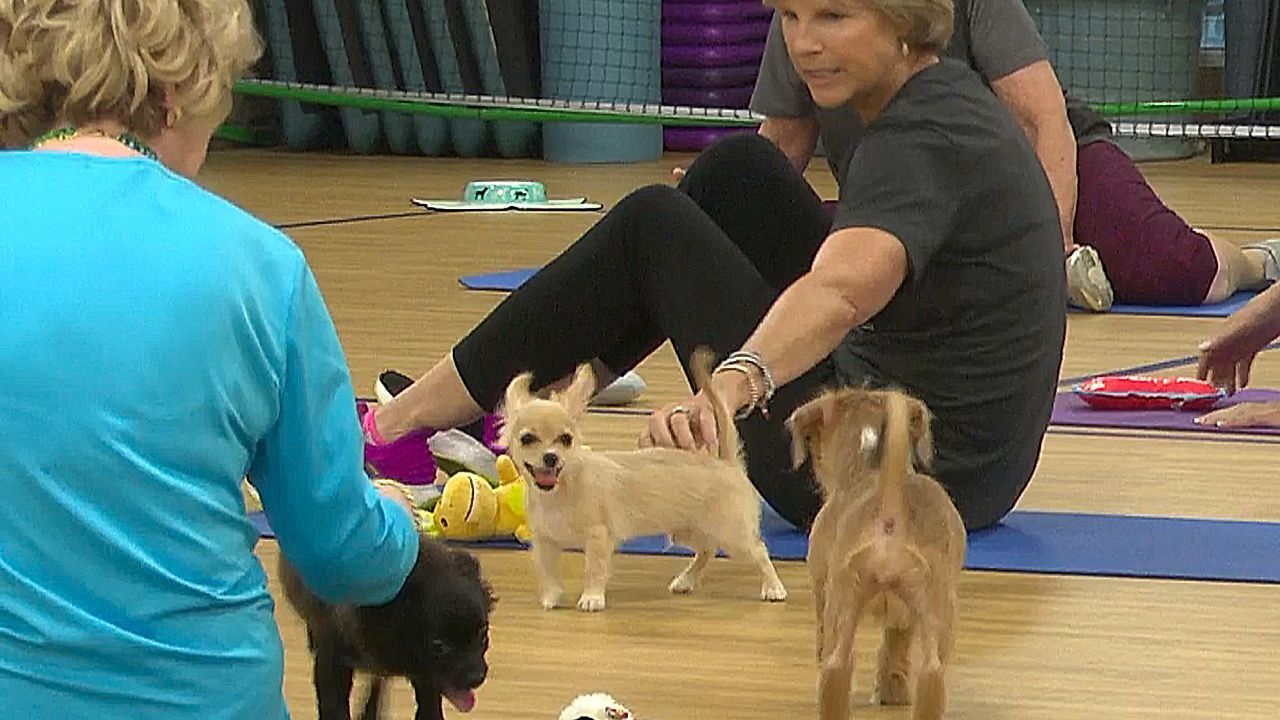 Video: Hundepose mal anders: Vierbeiner sorgen bei Yoga-Stunde für Chaos