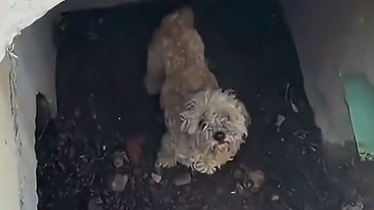Video: Wiedersehen nach Wochen: Vermisste Hündin aus Regenwasserkanal in Kalifornien befreit