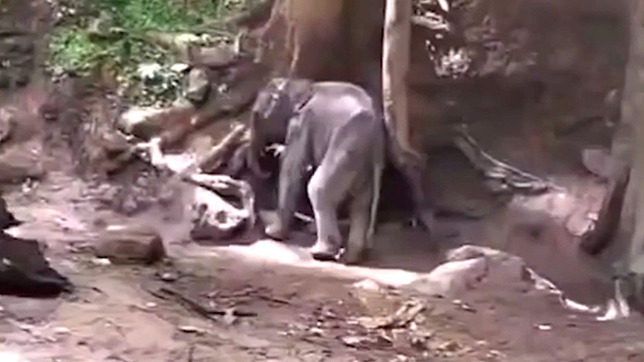 Video: Park rangers rescue newborn elephant calf swept away by river after two days stranded