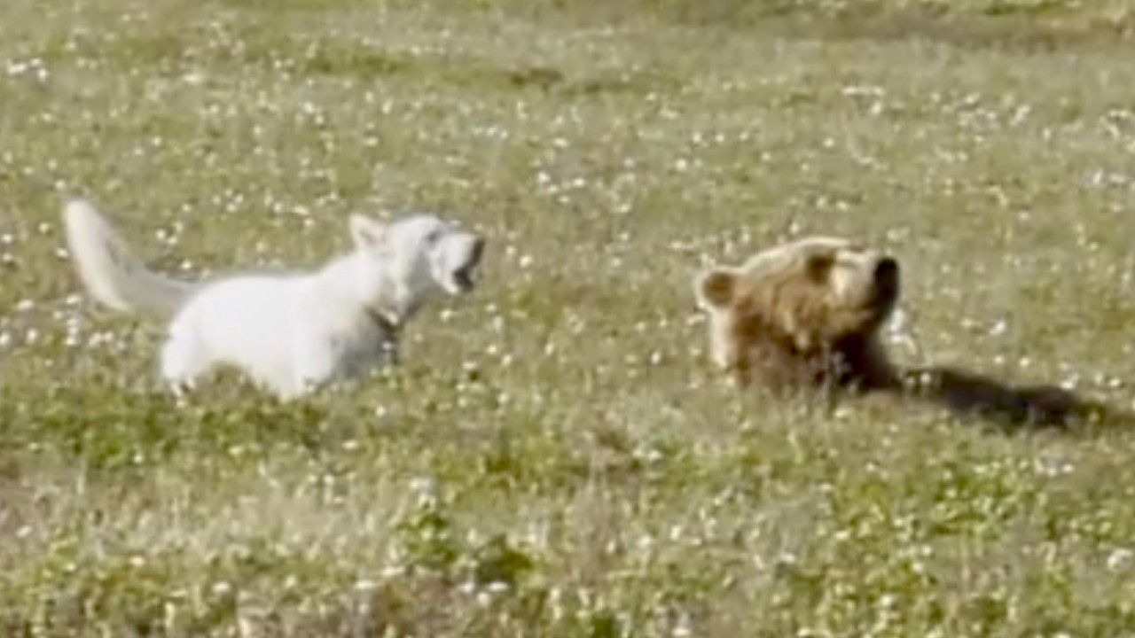Video: Keine Spur von Angst: Camp-Hund spielt mit Braunbären in Alaska