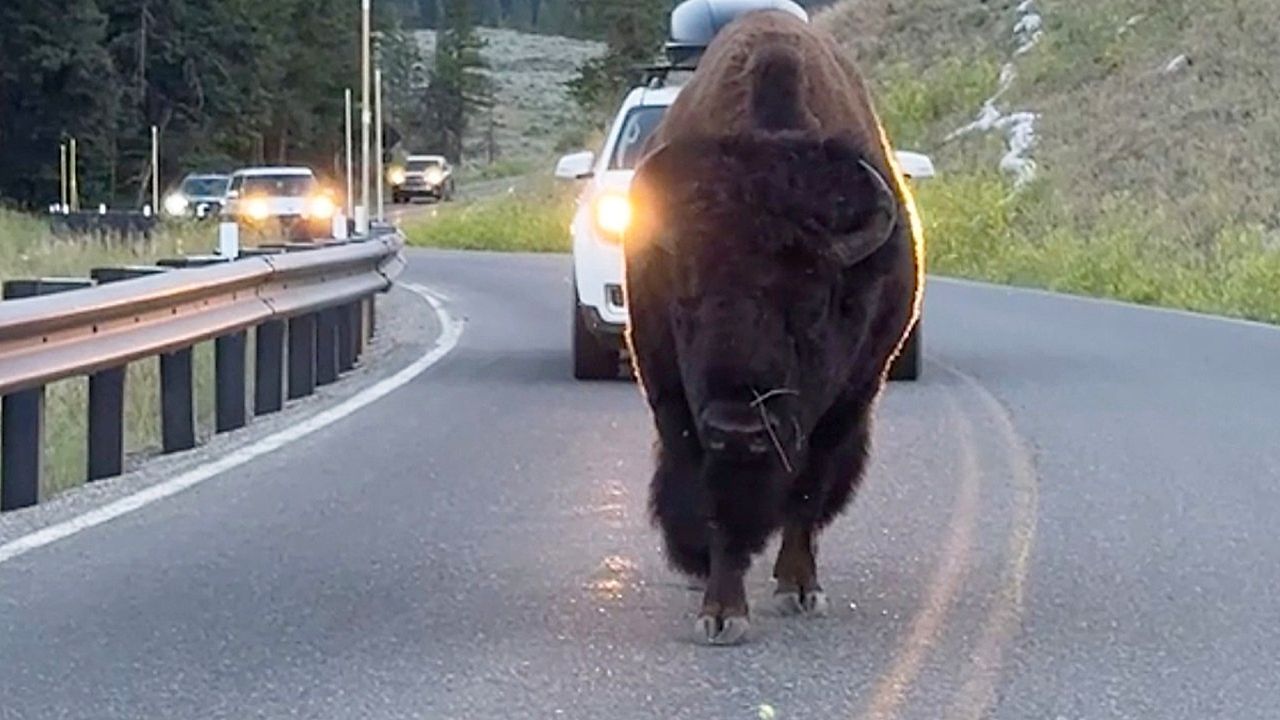 Video: Boss der Straße: Bison bringt den Verkehr im Yellowstone-Park zum Erliegen