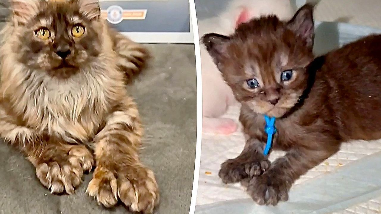 Video: Tatzen-Rekord: Katze aus Wisconsin hat 29 Zehen
