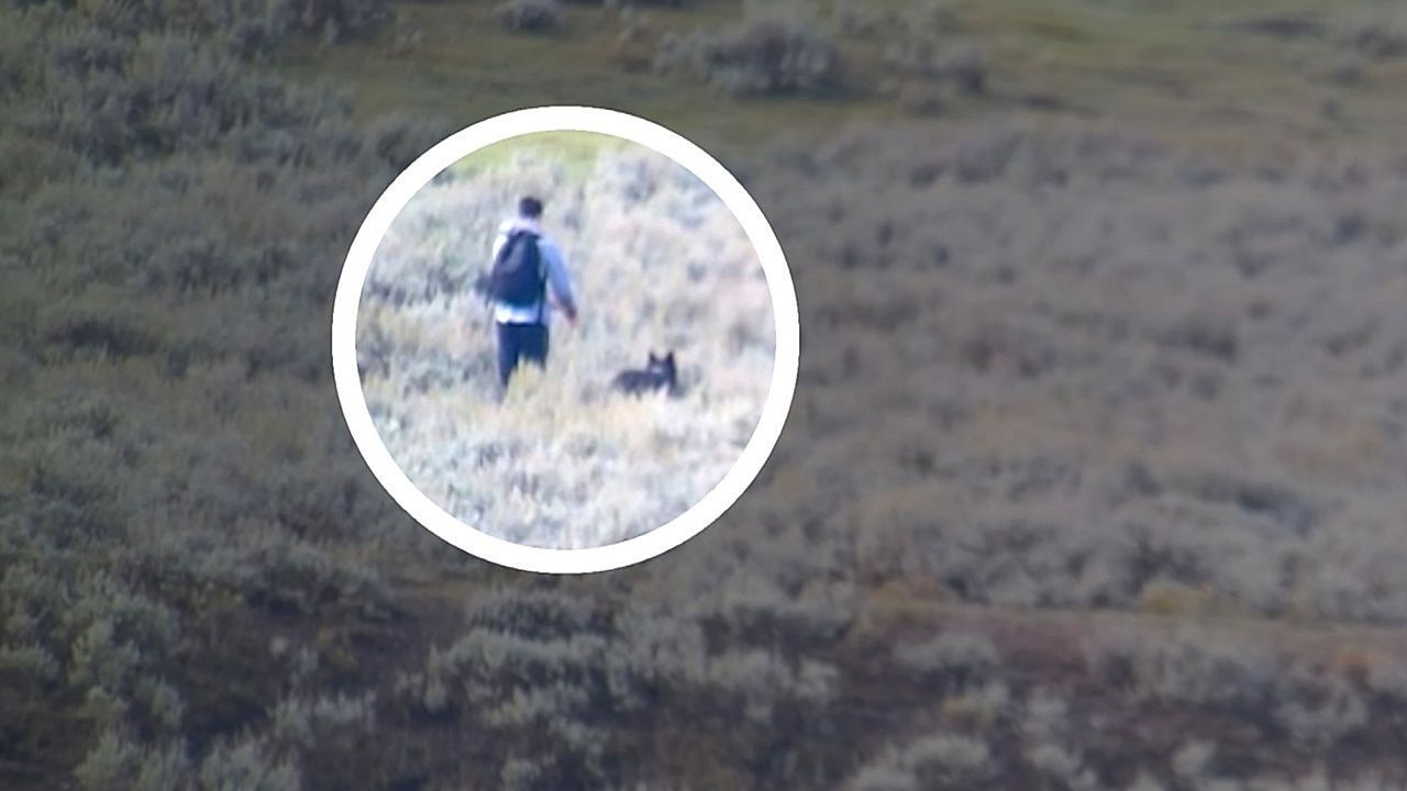 Video: Zwölf Minuten Angst: Wolf verfolgt Mann im Yellowstone-Nationalpark