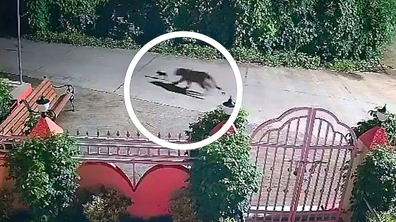 Video: Raubkatze wird plötzlich milde: Leopard verschont gefangenen Welpen