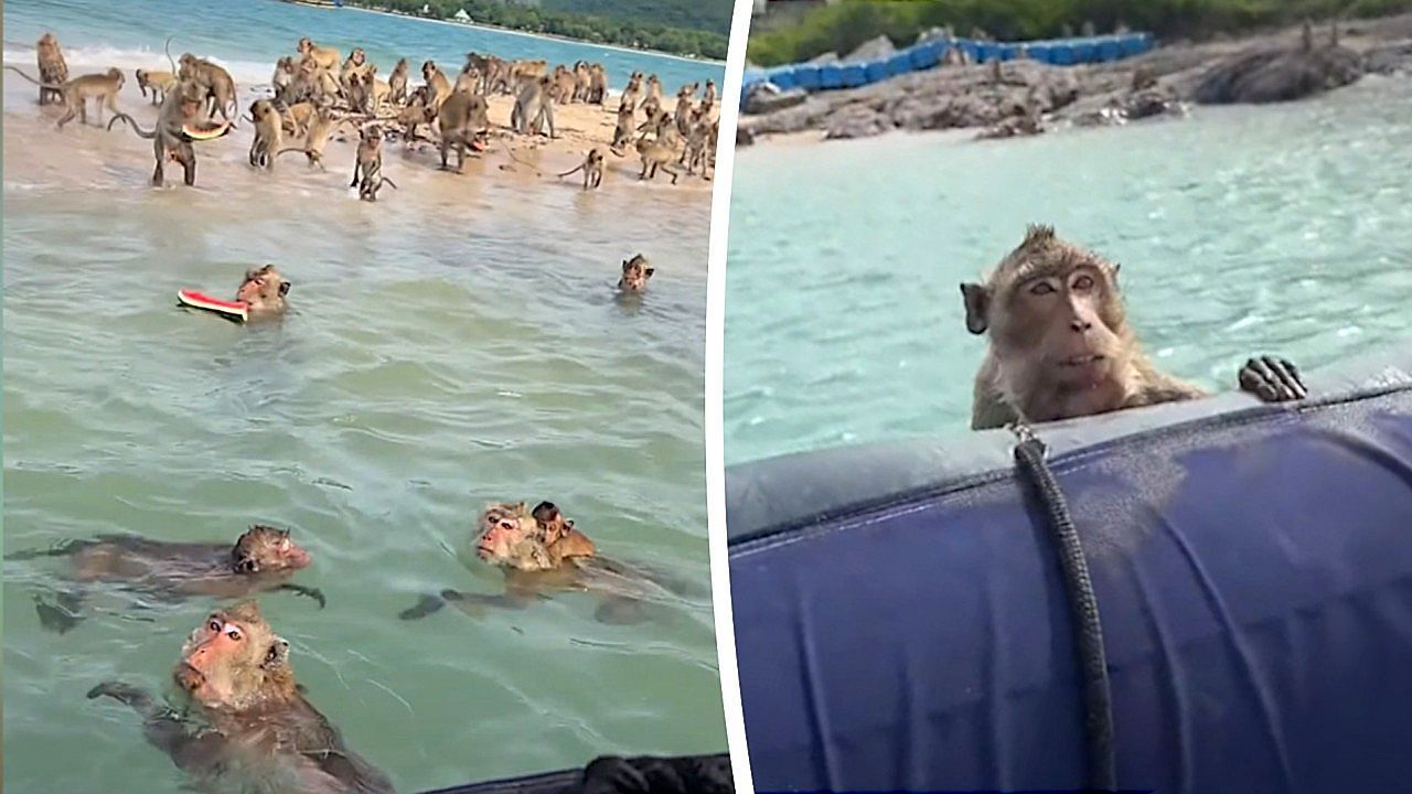 Video: Dozens of wild monkeys swim out to boat and gather on beach as tourists feed them off Pattaya coast