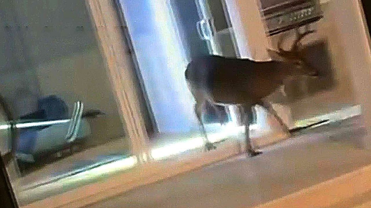 Video: Waldbewohner falsch abgebogen: Hirsch sorgt in Haus in Florida für Chaos