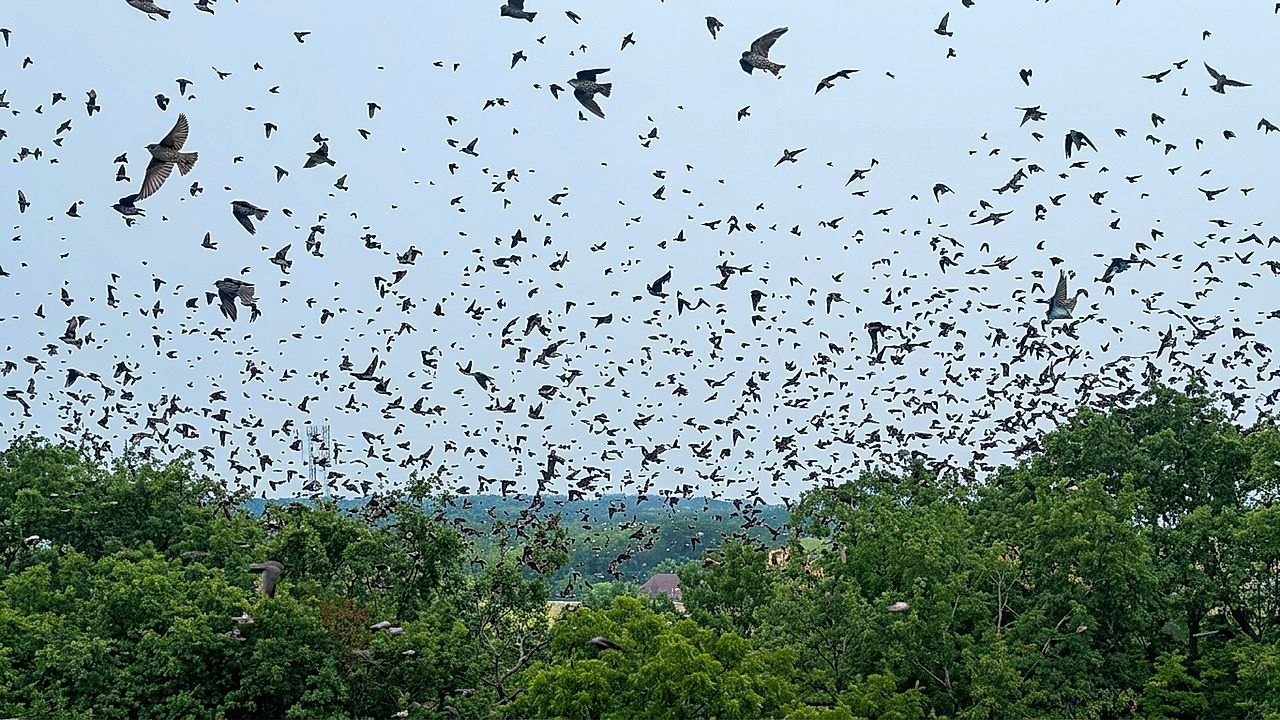 Video: Vogel-Tornado: Tausende Schwalben verdunkeln den Himmel über Massachusetts