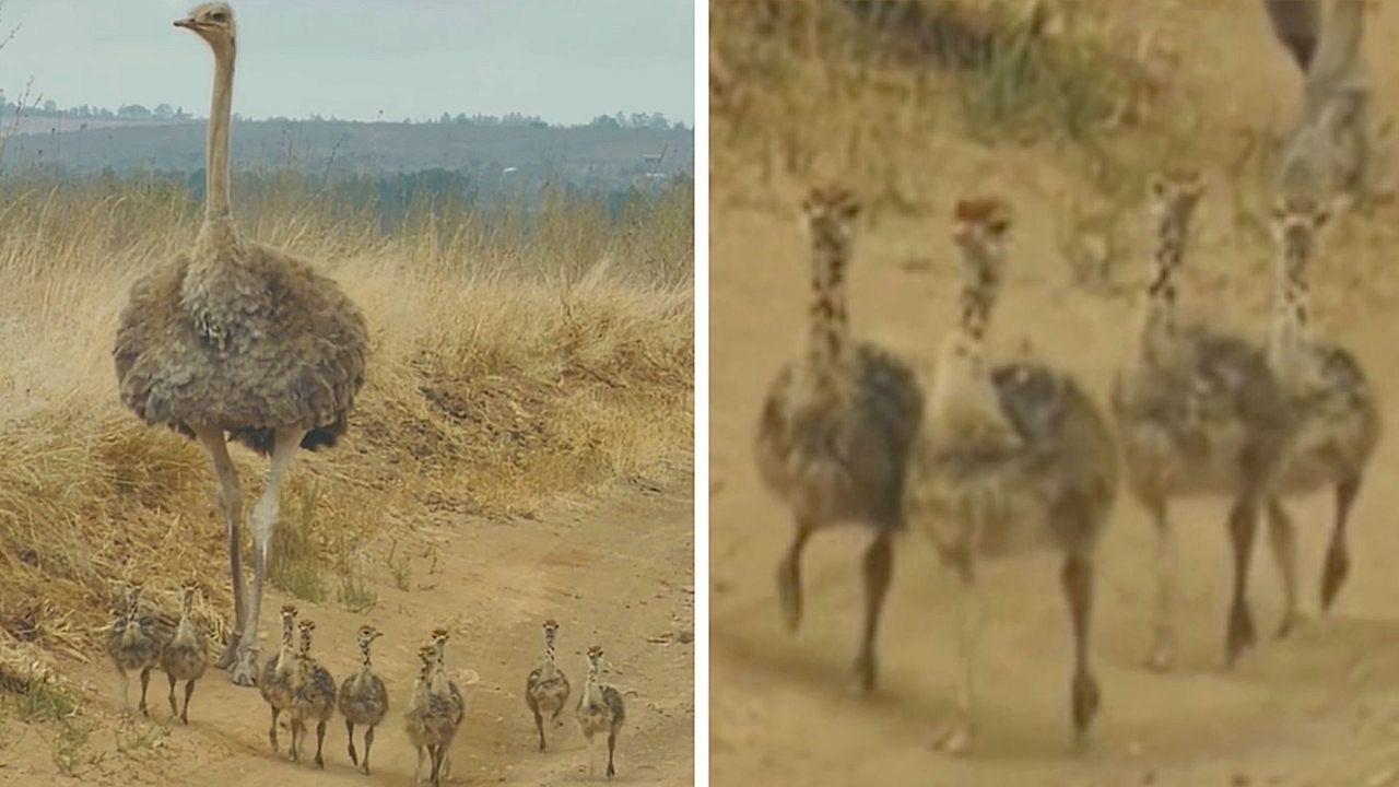Video: Neun auf einen Streich: Straußeneltern spazieren mit Küken durch Nationalpark in Kenia