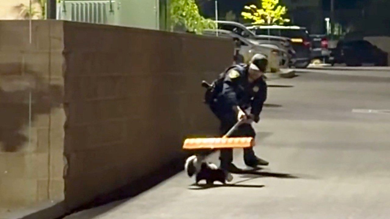 Video: Skunk gets its head stuck in a jar, Reno officer comes to the rescue with a snow shovel