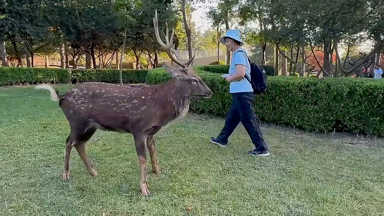Video: Grumpy sika deer charges at tourist who got too close