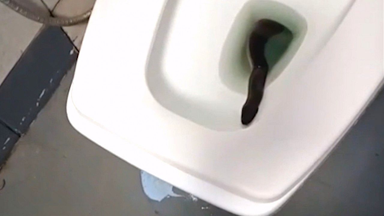 Video: Large snake pops up in woman's toilet as floods hit Thailand