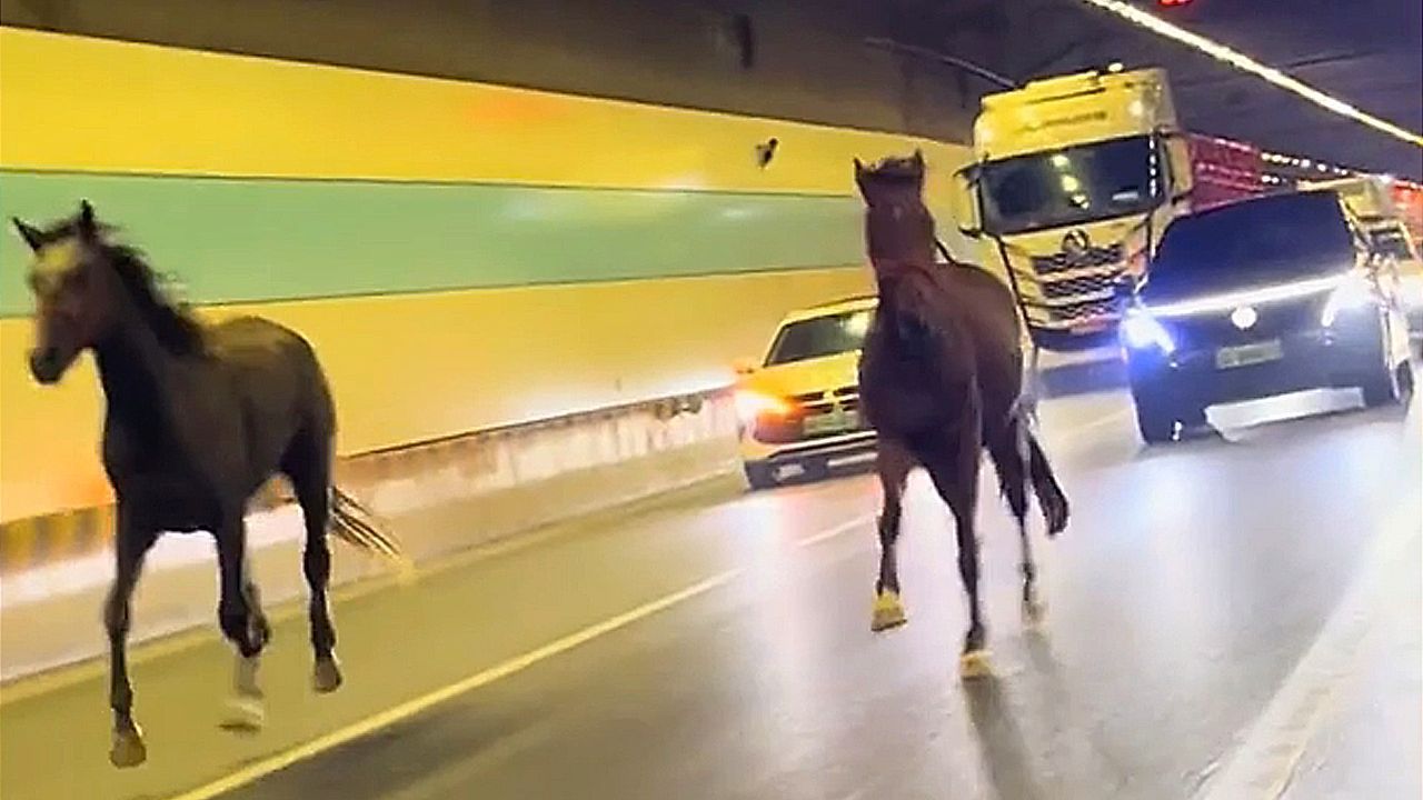 Video: Galopp im Verkehr: Zwei Pferde laufen durch Autotunnel in China