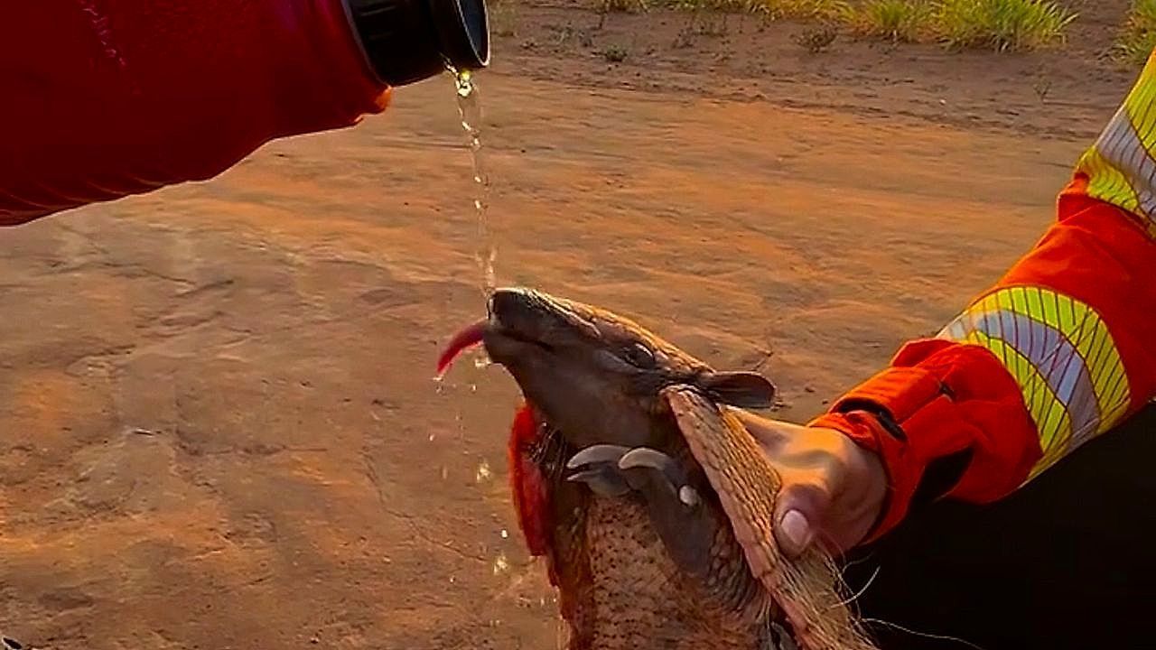 Video: Firefighters pour water for parched armadillo found near wildfire in Brazil's dry season