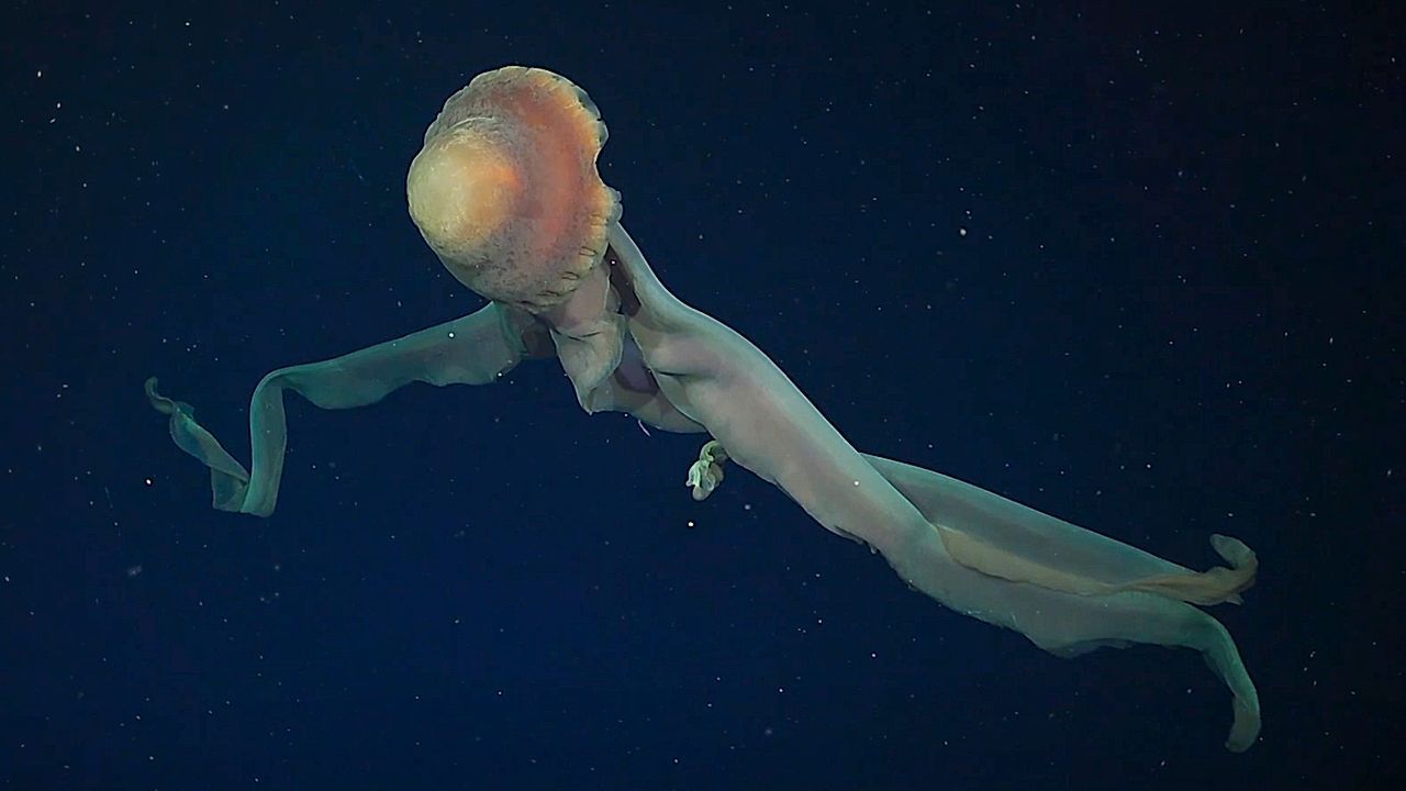 Video: Rätsel der Tiefe: Forscher entdecken 57 neue Arten vor Argentinien