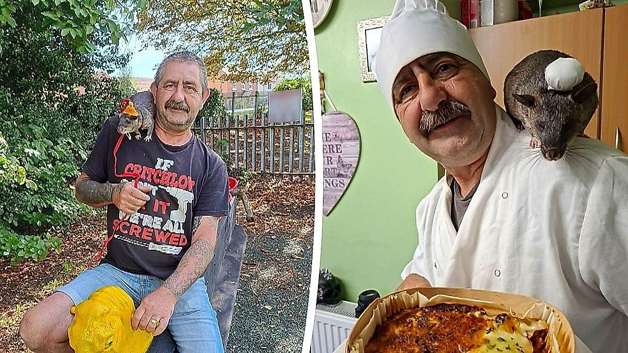 Video: Real-life Ratatouille: man dresses his two-foot rat as a chef to cook lasagna