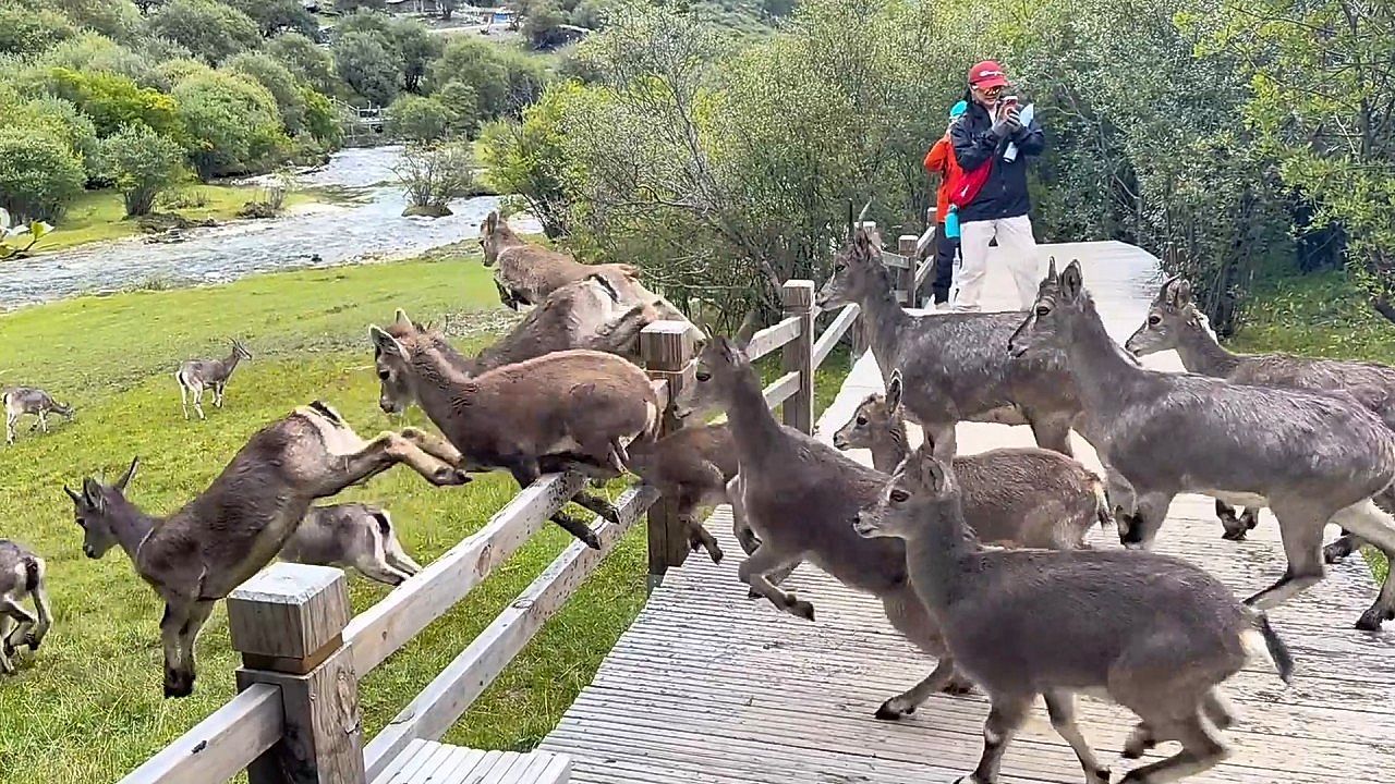 Herd of blue sheep crashes hikers' trail in surprise mountain encounter in China