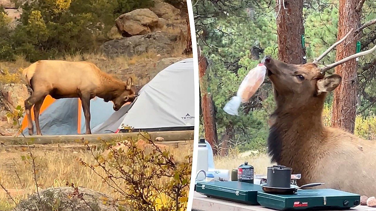 Rowdy elk trashes tents and raids campsite in Colorado national park