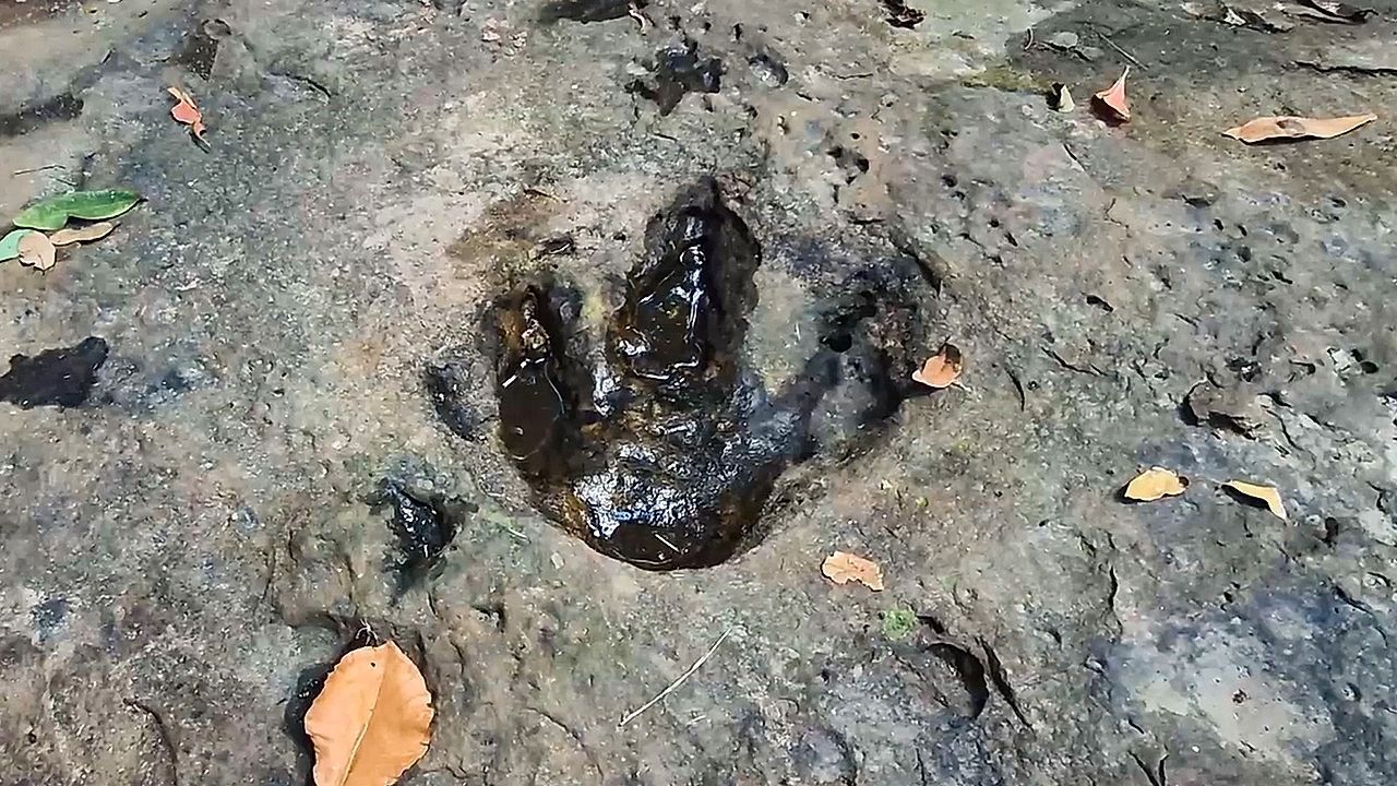 Lucky find on family outing: Dad discovers dinosaur tracks in Thailand