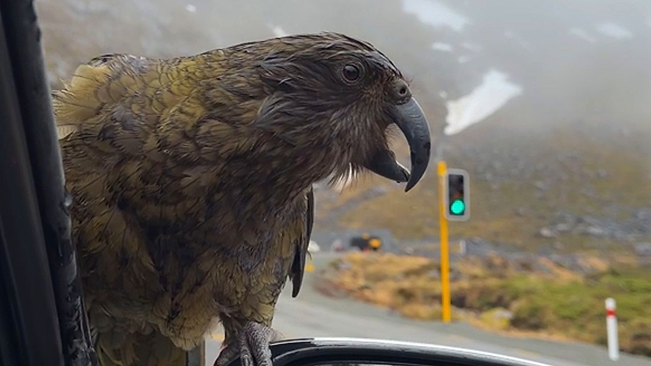 Endangered 'alpine parrot' hitches ride on car in New Zealand