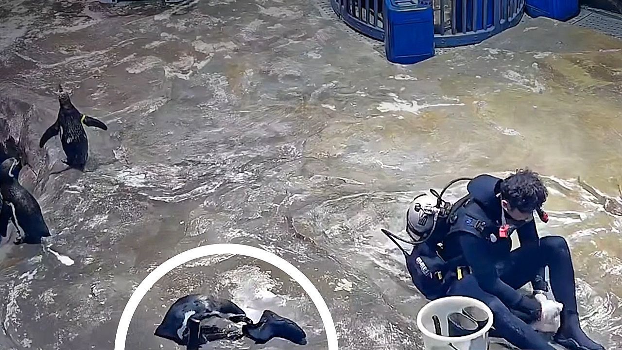 Video: Langfinger im Frack: Pinguin zieht Tierpfleger in Shanghai ab