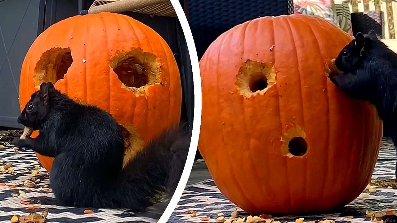 Video: Squirrels do all the work carving Jack-O'-Lantern pumpkin for peanuts