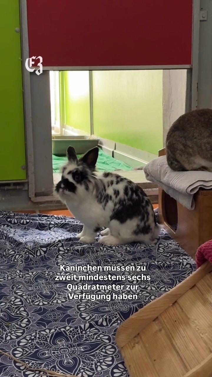 Video: Tier des Monats: Esslinger Kaninchen suchen ein neues Zuhause