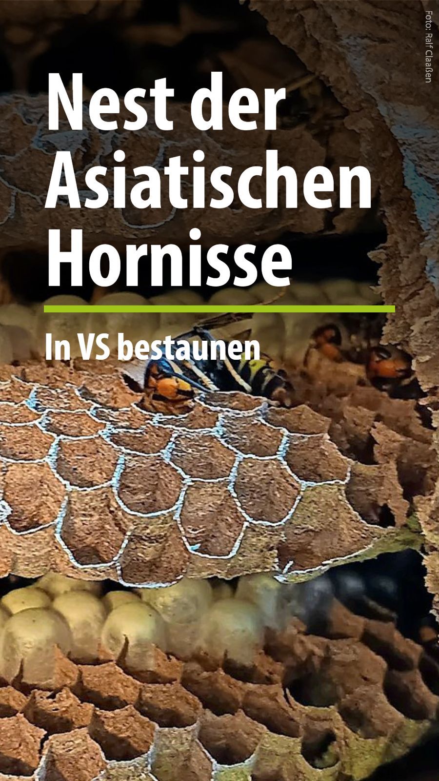 The Nest That Amazes Villingen