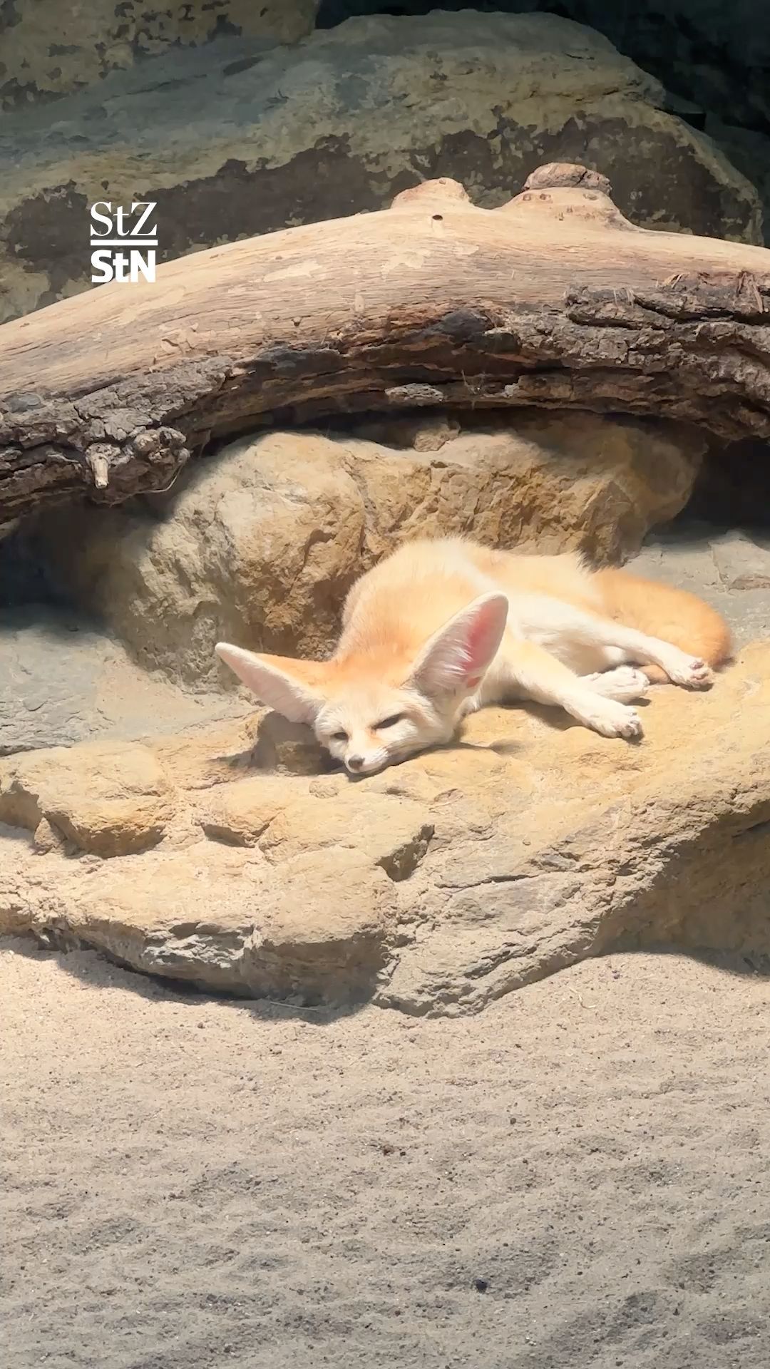 Video: Was machen Zootiere im Winter?