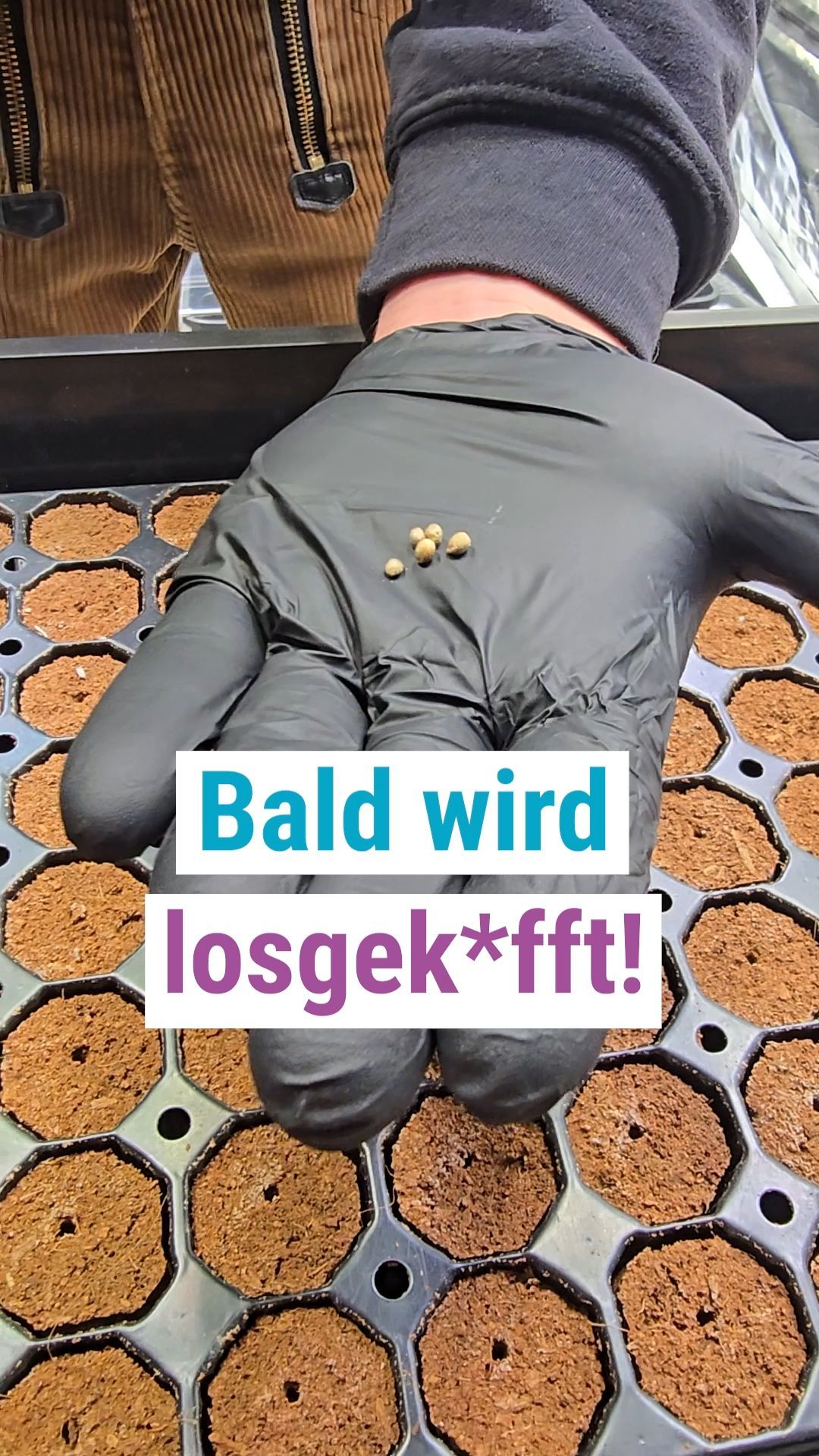 Video: Cannabisclub Oderblüten setzt erste Samen in Frankfurt (Oder)