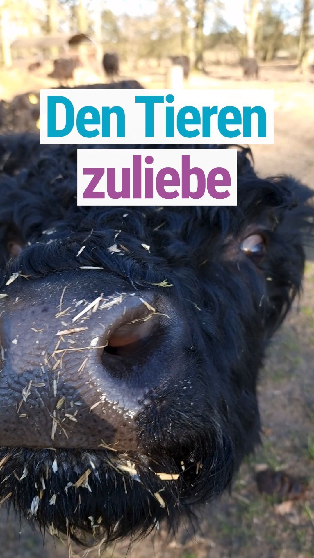 Video: So nachhaltig produzieren Lausitzer Landwirte Galloway-Fleisch