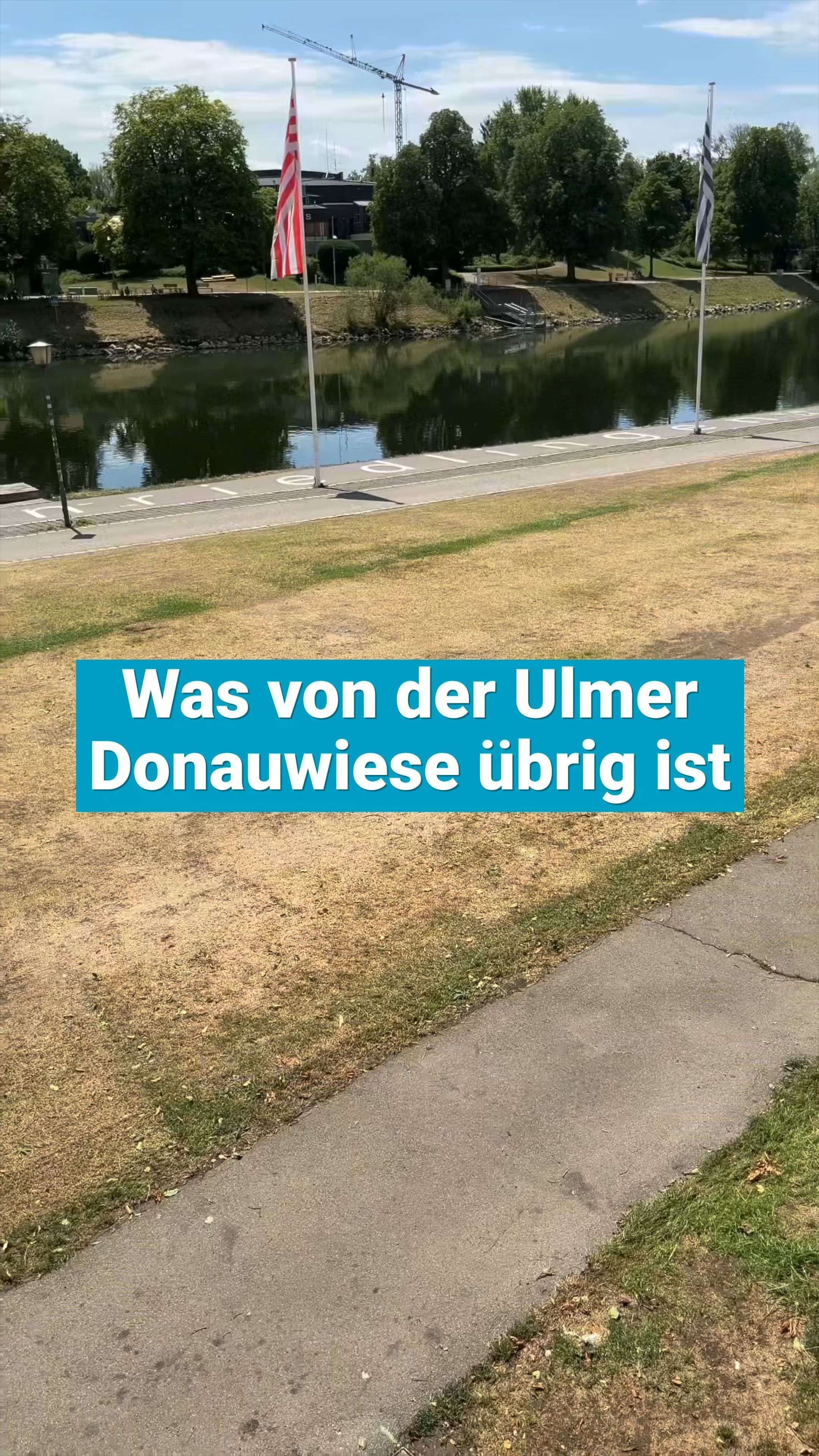 Video: Die Ulmer Donauwiese im Juli 2026: verdorrt und plattgetreten