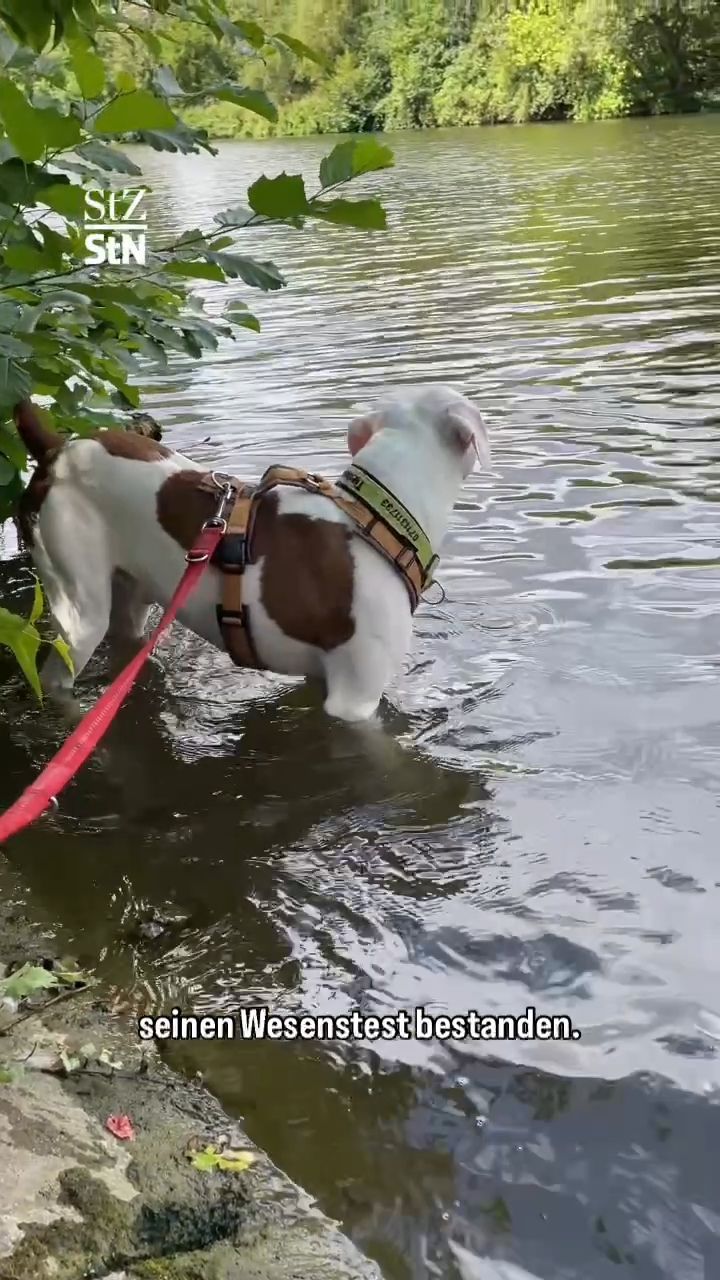 Video: Esslinger Hund Tyger sucht ein neues Zuhause