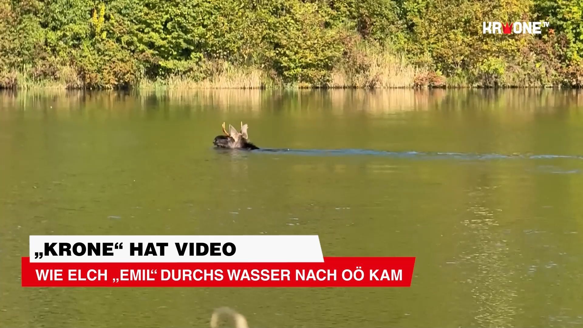 Video: Wie Elch „Emil“ durchs Wasser nach OÖ kam