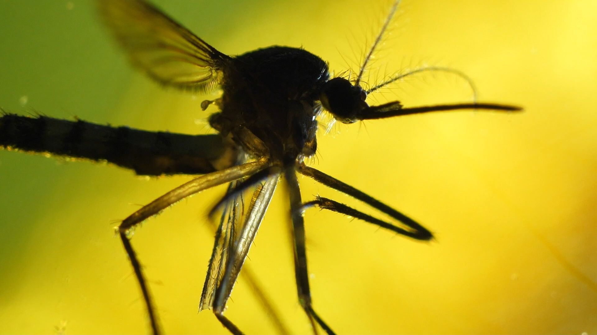 Video: Frankfurt: Flughafen-Mitarbeiter stirbt an Malaria