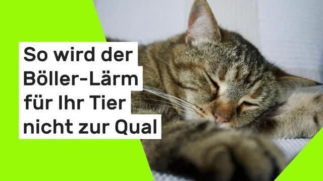Video: Silvester mit Haustieren: So wird der Böller-Lärm für Ihr Tier nicht zur Qual