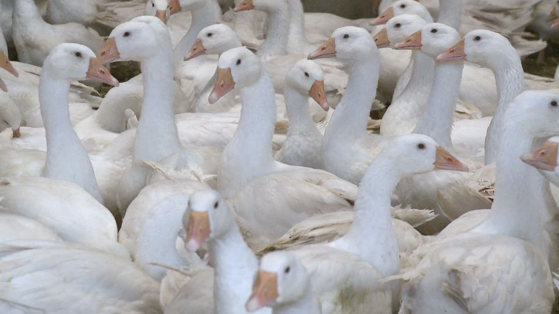 Video: Vogelgrippe breitet sich aus: Wozu führt das?
