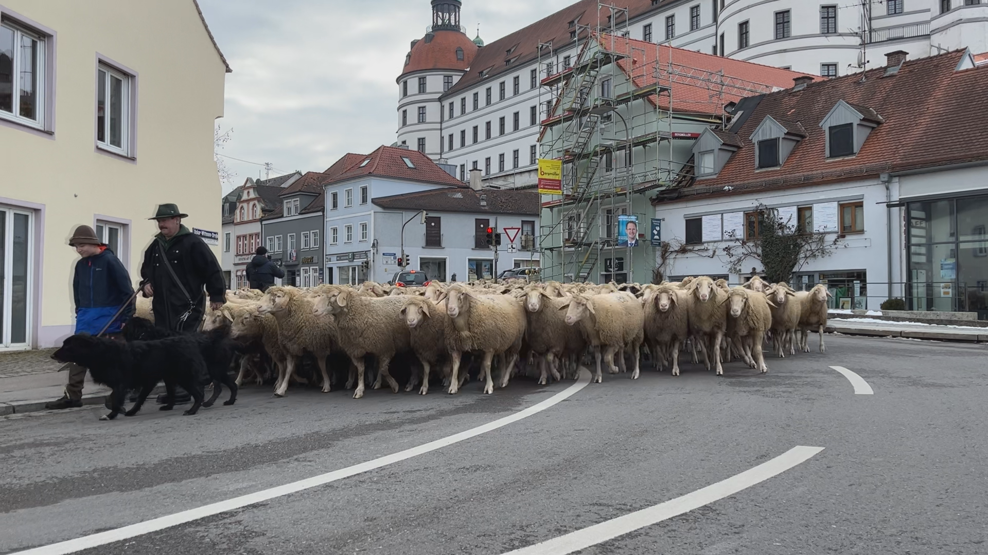 Video: Mehr als 700 Schafe überqueren in Neuburg die Donau