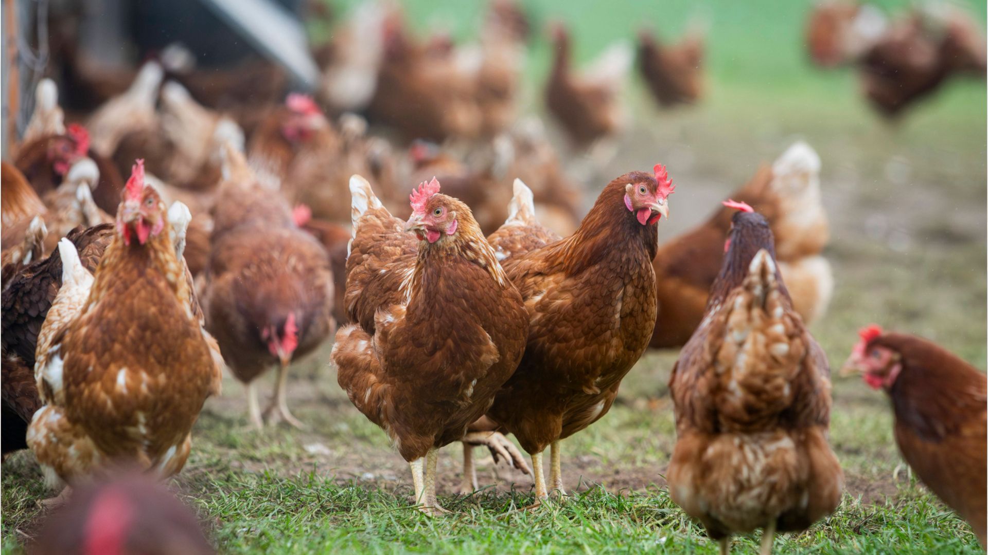 Video: Das ist die Newcastle-Krankheit