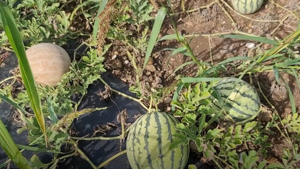 Video: Melonen made im Chiemgau