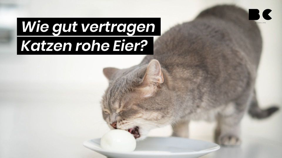 Wie gut vertragen Katzen rohe Eier? BuzzClips