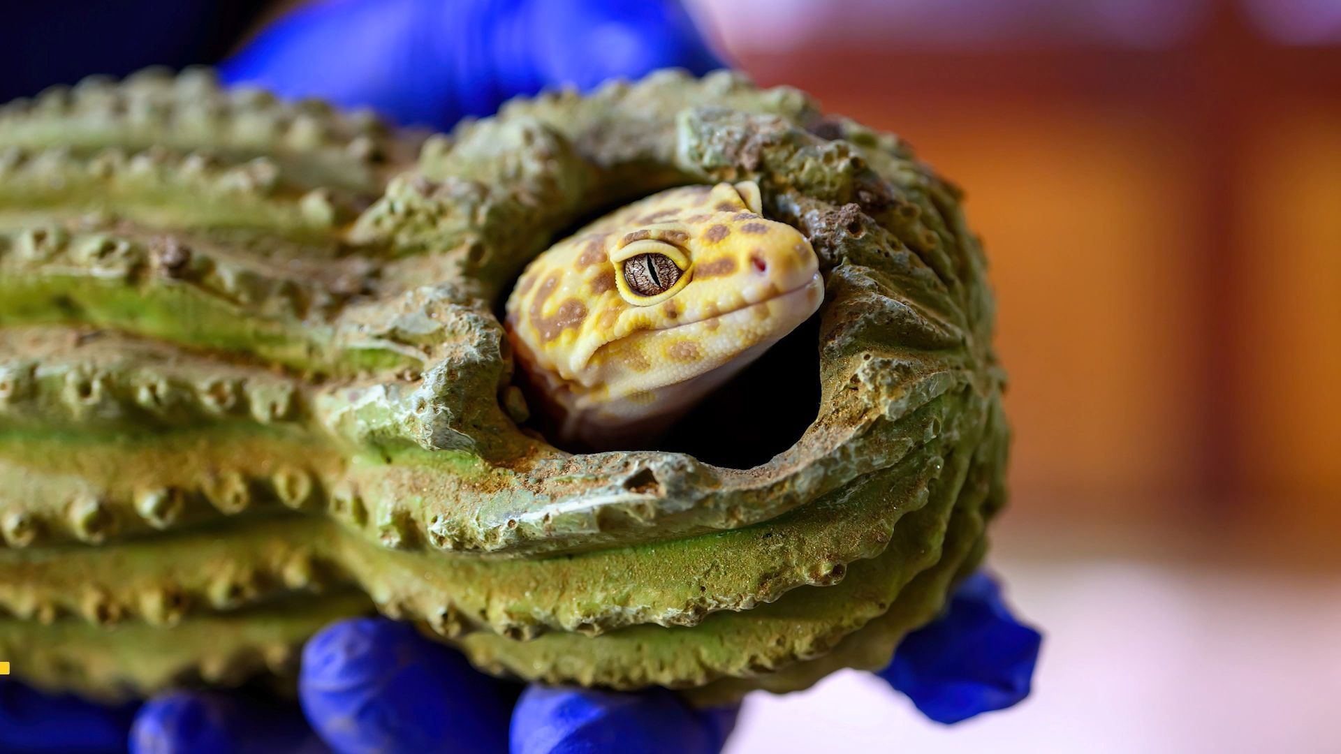 Video: Neustart für Exoten in Not Haus des Meeres übernimmt Pflegestation für Reptilien und Amphibien