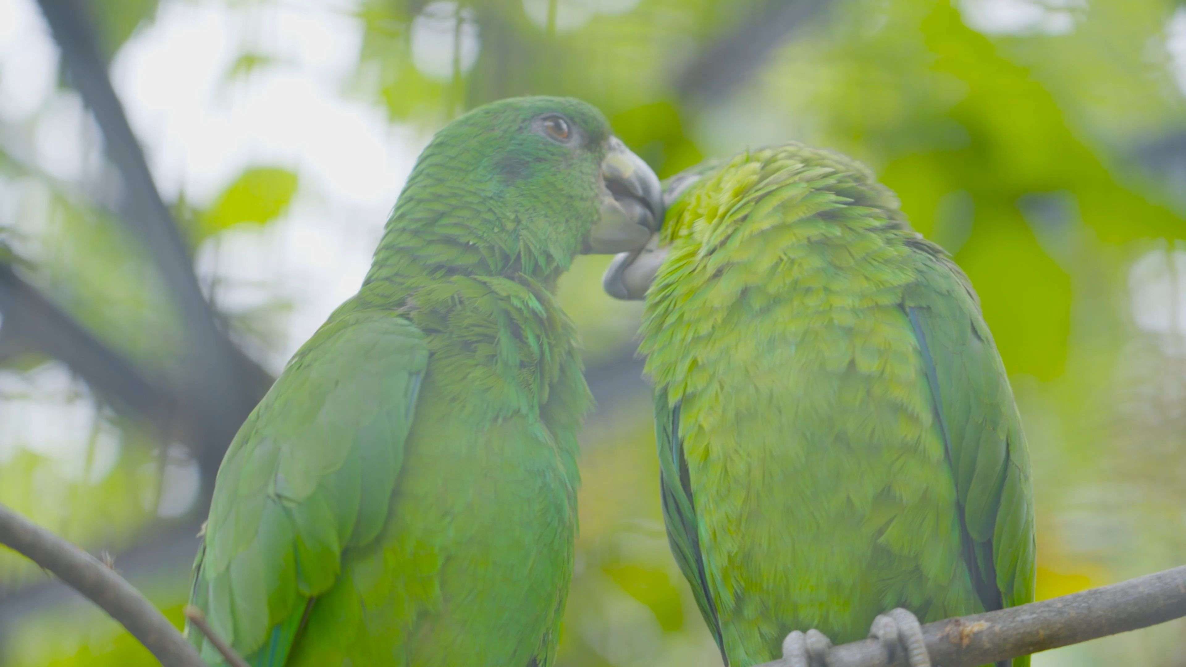 Video: Aus Schmuggel-Eiern wurde Artenschutz: Seltene Papageien-Küken in Schönbrunn