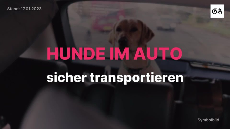 Autofahren mit dem Hund: So transportieren Sie Hunde sicher im Auto