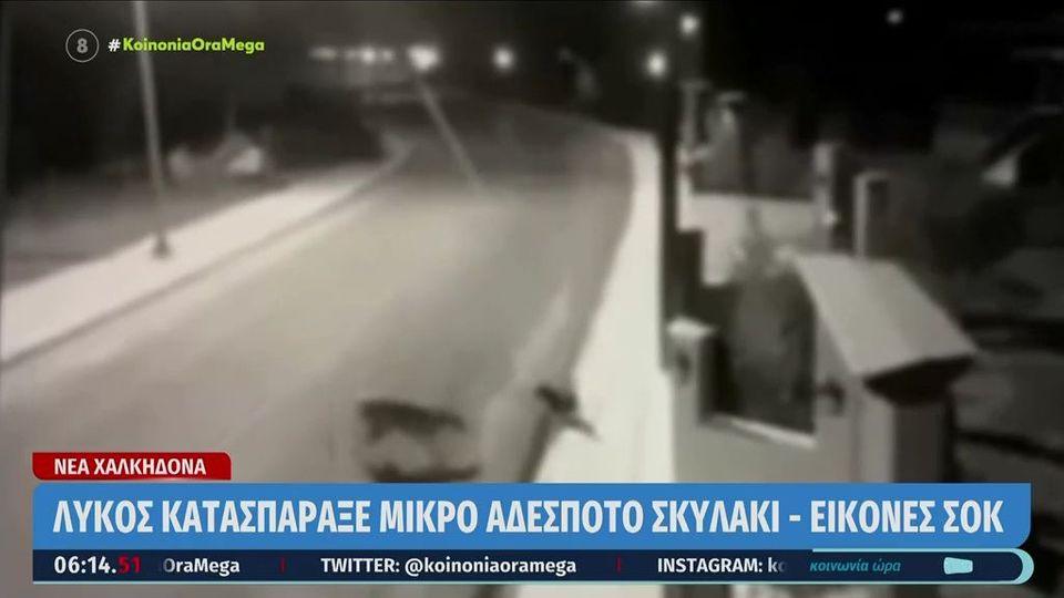 Σοκ στη Νέα Χαλκηδόνα: Λύκος κατασπάραξε αδέσποτο σκυλάκι (VIDEO)