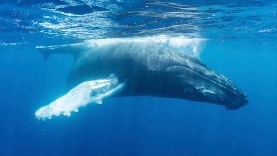 Menopausale Wale leben deutlich länger als andere Wale