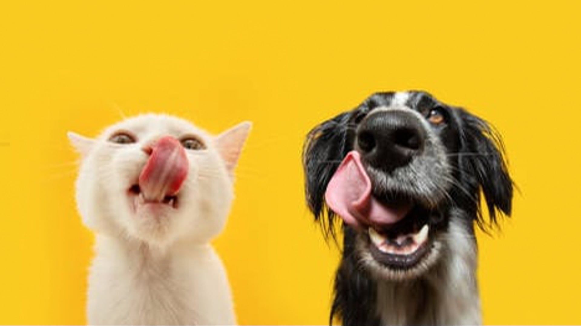 Nutrition Tricks for Cooling Dogs and Cats in Hot Weather