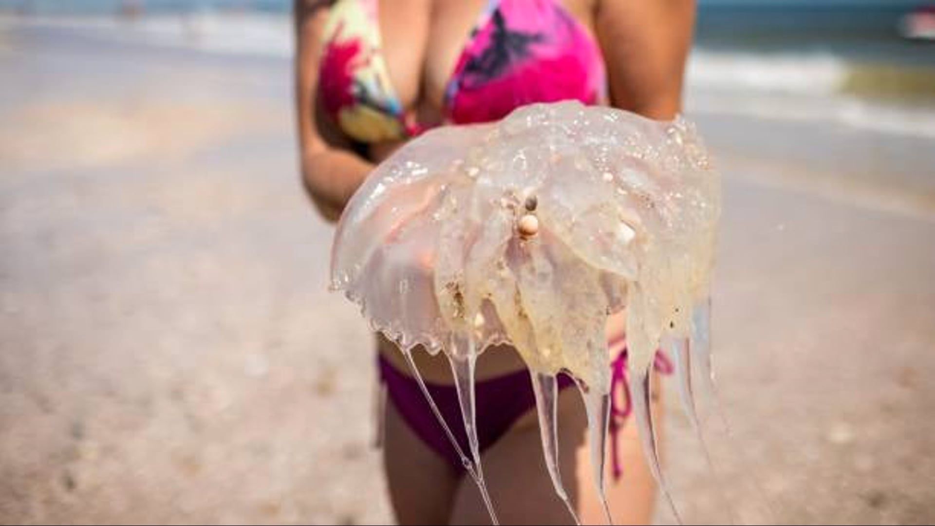 How to Behave When Stung by Jellyfish